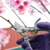 Dekton Mini Bypass Secateurs – Compact Precision Pruner for Small