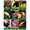 Eureka Farm Animals Real Photos Stickers