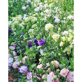 WIEUO 1000+ Eustoma Grandiflorum Seeds for Planting, Annual Lisianthus Flower Seeds to Plant Outside Inside, Non-GMO Heirloom Seed for Home Garden - Grow Easily Low Maintenance (Mixed Color)