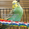 2Pcs Pet Bird Parrot Colorful Cotton, Spiral Cotton Rope Bird