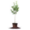Fuji Apple Tree, Live Plant, Includes Special Blend Fertilizer &