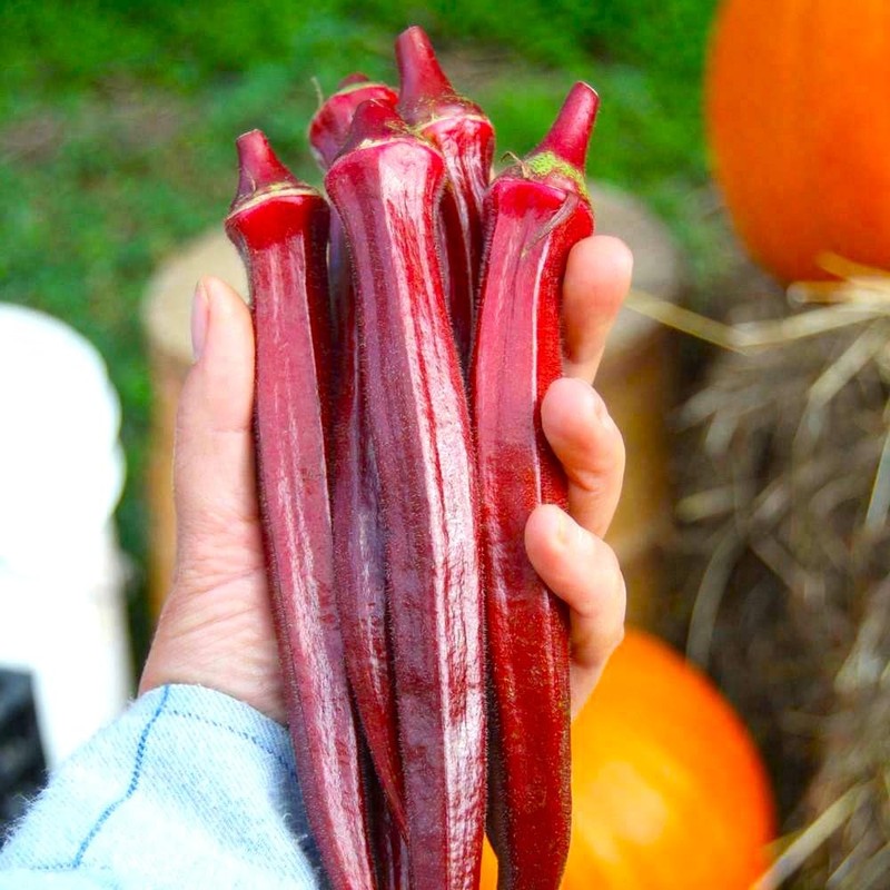 Okra Red 20+ Seeds for Planting Non-GMO Gumbo Lady's Finger
