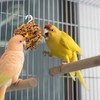 Abizoo Natural Pinecone Chew Toys with Edible Sunflower & Veggies