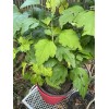 Roots Rose Of Sharon Hibiscus Organic Live Plant w/ Roots