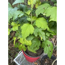 Roots Rose Of Sharon Hibiscus Organic Live Plant w/ Roots 1+ Year Transplant  Bush