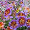 MESay Chilean Morning Glory Seeds - 100 Mixed-Color Seeds for
