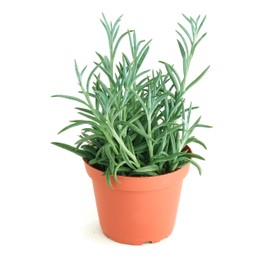 Shop Succulents String of Fishhooks Hanging Succulent, Senecio Radicans Glauca, Fully Rooted Live 4" Succulent Plant, Low Maintenance Indoor Plant, Hardy Succulents, Trailing Succulents, Gift & Garden