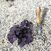Garden Guru Hand Weeder Trowel FSCWEEDTROW – Desbrozadora 5 en