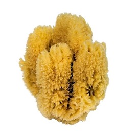 CROLL & DENECKE Naturschwamm, Natur