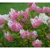 Vanilla Strawberry Hydrangea - Live Plant - Full Gallon Pot