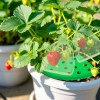Unbranded 8Pcs Green Strawberry Supports Planting Kit with 20Pcs Insect-proof