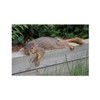 CafePress Laying Squirrel Rectangle Magnet, 3"x2" Refrigerator Magnet