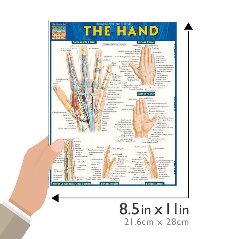 The Hand QuickStudy Laminated Reference Guide (QuickStudy Academic)