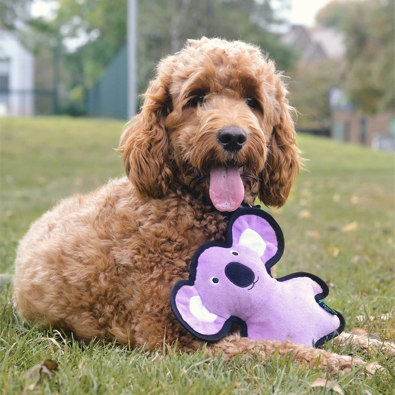Beco Rough & Tough Purple Koala Bear Chew, Fetch &