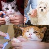 IKadiya Cat Nail Clippers, Cat Scissors, Claw Scissors with Non-Slip