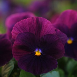 Outsidepride Pansy Cool Wave Purple - 30 Seeds