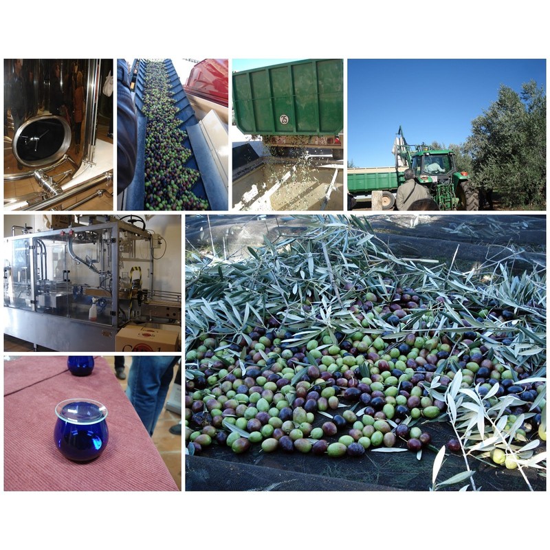 Oro Bailen Reserva Familiar Hojiblanca Extra Virgin Olive Oil from