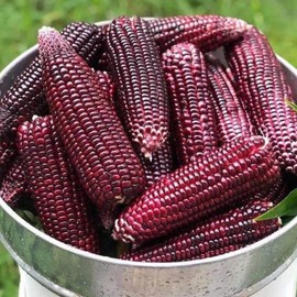 Thai Purple Waxy Glutinous Corn Seeds