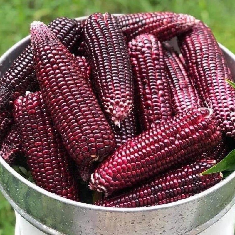 Thai Purple Waxy Glutinous Corn Seeds