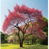 North America Black Cherry Tree Seeds, Prunus serotina Tree Seeds,