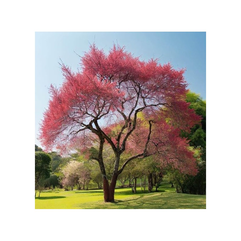 North America Black Cherry Tree Seeds, Prunus serotina Tree Seeds,
