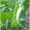 Mai's Family Oregon Sugar Pod II Snow Pea Seeds, Organic,