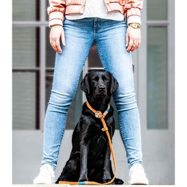 Slip Lead Leather 20 mm in Brown Burnt Amber Moxon Lead with Extraordinary Horn Pull Stop Robust and Elegant Dog Lead Made of High-Quality Greased Leather with Integrated Collar 150 cm