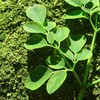 Moringa Tea Organic 100 Bags 100% Pure, All-natural, Antioxidant-rich Energy