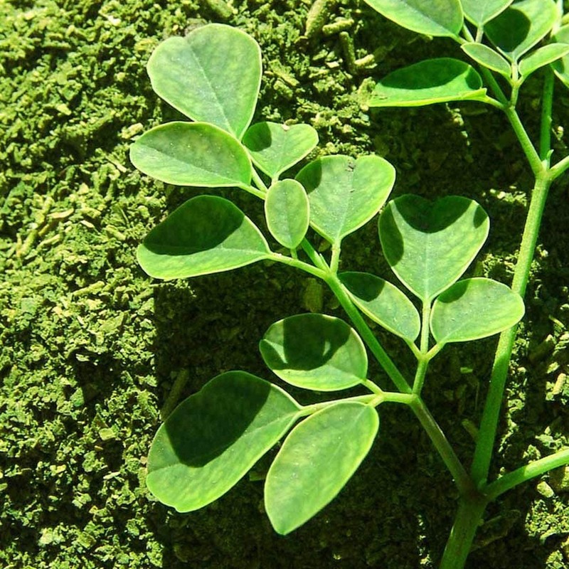 Moringa Tea Organic 100 Bags 100% Pure, All-natural, Antioxidant-rich Energy