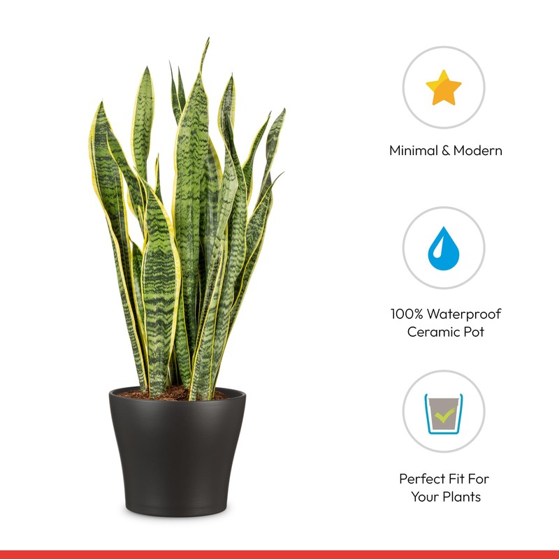Scheurich Set of 3 Classic Anthrazit Ceramic Plant Pots –