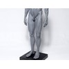 【Abz Company】人体 筋肉 模型 30cm 人体模型 医学 解剖 教育 整形