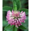 FEEDERS OUTDOORS 10 LBS RED CLOVER FOOD PLOT SEED FOR