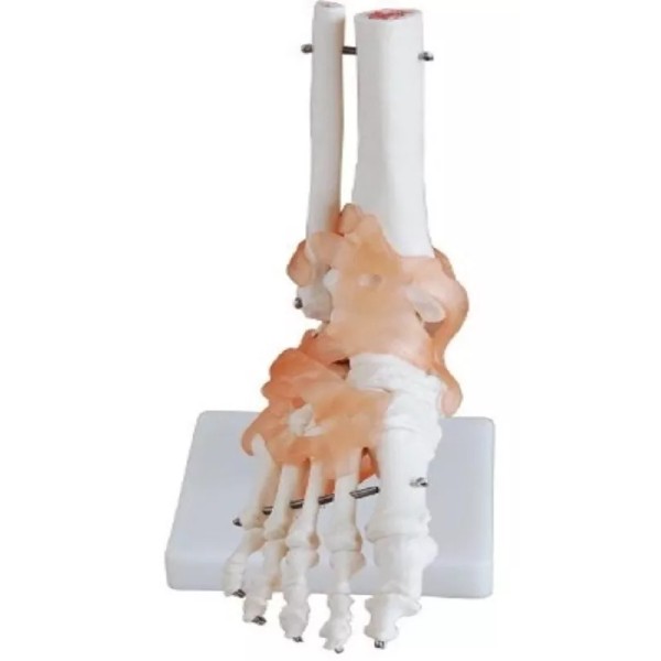 Anatomik Models Modelo Anatómico De Pie Con Ligamentos Tamaño Real