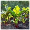 Everwilde Farms - 1 Oz Organic Bull's Blood Beet Seeds