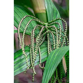 ArtExpert Flower of a Chamaedorea palm tree by Lisa S. Engelbrecht -