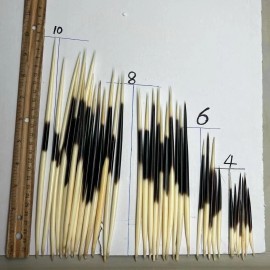 PEPPERLONELY 6pc Porcupine Quills (6 Inch ~ 7 Inch)