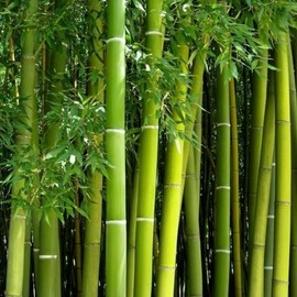 Giant Bamboo Seeds for Planting - 500+ Giant Green Bamboo Seeds Exotic and Fast Growing, Privacy Screen