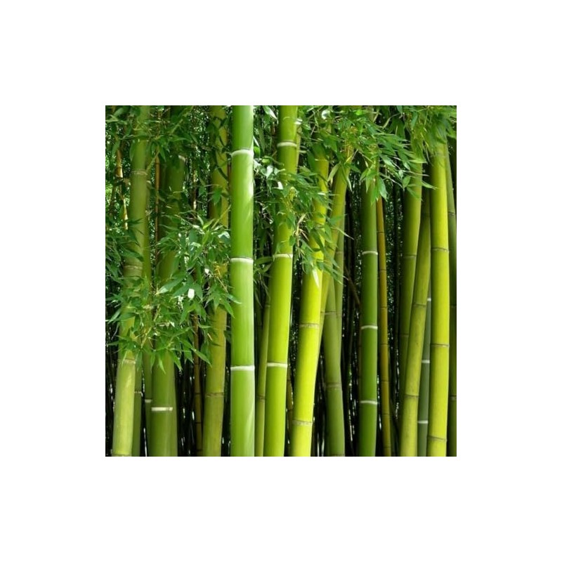 Giant Bamboo Seeds for Planting - 500+ Giant Green Bamboo