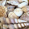MIJOMA Decorative Shell Set - Natural Shells for Creative Decoration