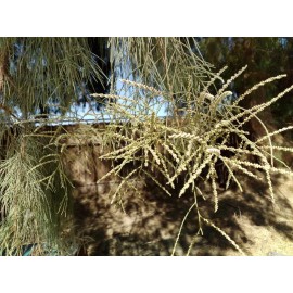 Fresh 50 Seeds Salt Cedar, Tamarix ramosissima