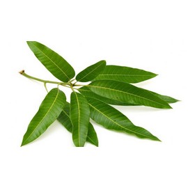 Artistic Solutions Mango Leaves / Fresh Organic (10-12 leaves)