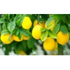 Belazu - Preserved Beldi Pickled Lemons - 360gm (Pack of