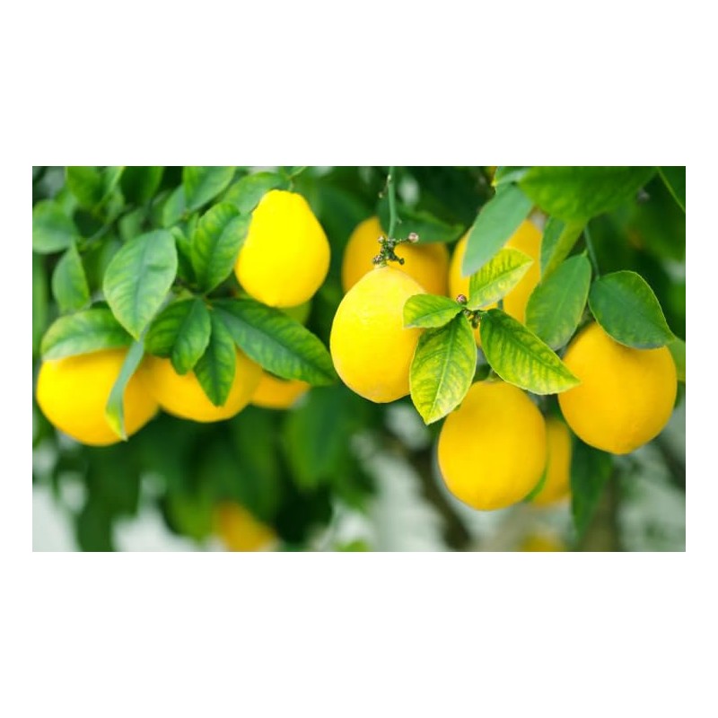 Belazu - Preserved Beldi Pickled Lemons - 360gm (Pack of