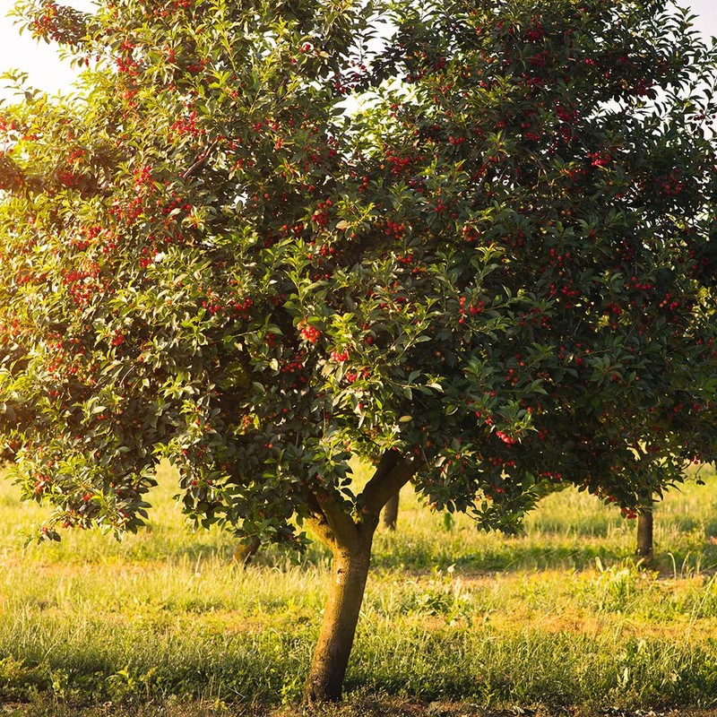  Generic BingCherry Tree, Sweetest Cherry, Generous Harvest, Vibrant Fruit,