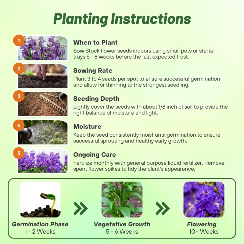 Outsidepride Ten Week Blue Mattiola Stock Seeds - 2000 Pcs