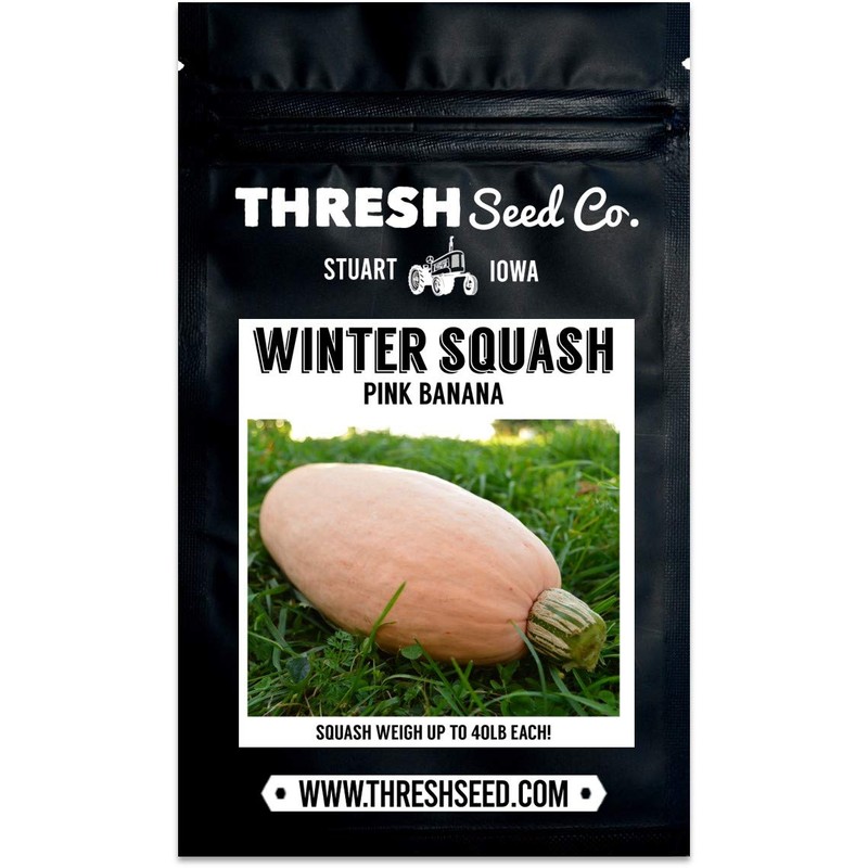 Pink Banana Squash - 25 Seeds