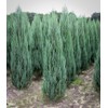 Blue Arrow Juniper - 2 Live Gallon Size Trees -