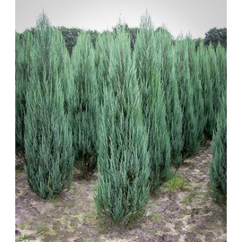 Blue Arrow Juniper - 2 Live Gallon Size Trees - Juniperus Scopulorum - Formal Evergreen Privacy Screening Plants