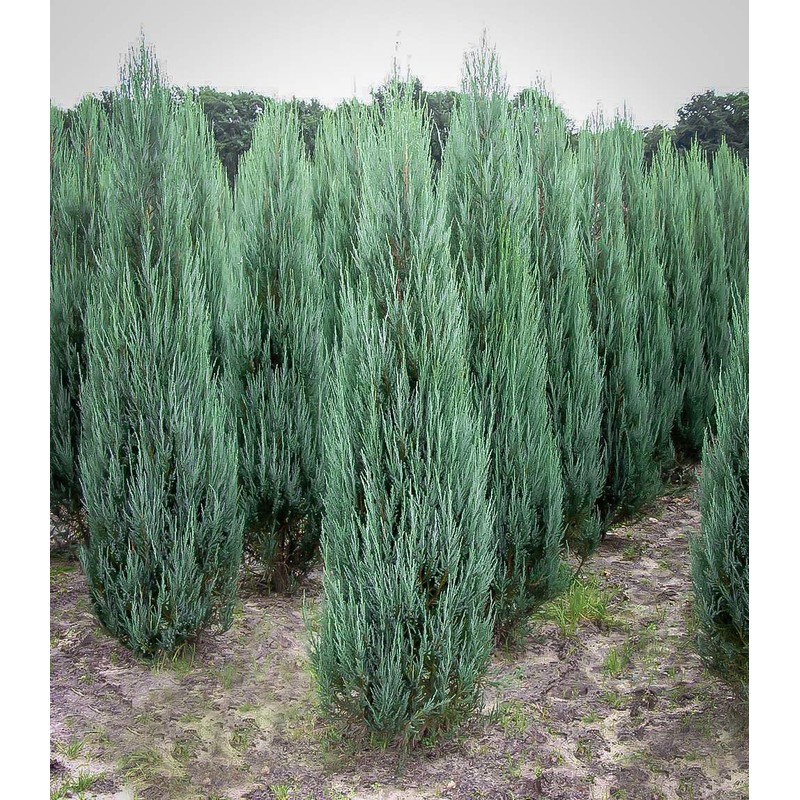 Blue Arrow Juniper - 2 Live Gallon Size Trees -