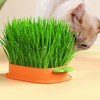 Tiardey 2 Pieces Orange Cat Grass Tray, Cat Grass Germination